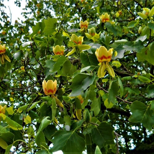 Amerikaanse tulpenboom | Hoogstam