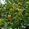 Amerikaanse tulpenboom | Meerstammig