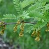 Valse Christusdoorn | Hoogstam
