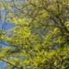 Valse Christusdoorn | Hoogstam