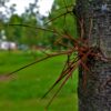 Valse Christusdoorn | Hoogstam