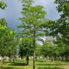 Valse Christusdoorn | Hoogstam