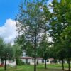 Valse Christusdoorn | Hoogstam