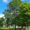 Valse Christusdoorn | Hoogstam
