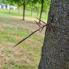 Valse Christusdoorn | Hoogstam