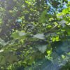 Veldesdoorn | Hoogstam