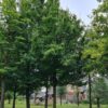 Veldesdoorn | Hoogstam