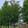 Veldesdoorn | Hoogstam