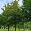 Veldesdoorn | Hoogstam