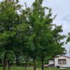 Veldesdoorn | Hoogstam