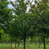 Veldesdoorn | Hoogstam