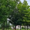 Veldesdoorn | Hoogstam