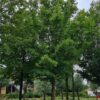 Veldesdoorn | Hoogstam