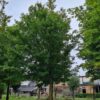 Veldesdoorn | Hoogstam