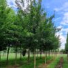 Veldesdoorn | Hoogstam