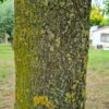 Veldesdoorn | Hoogstam