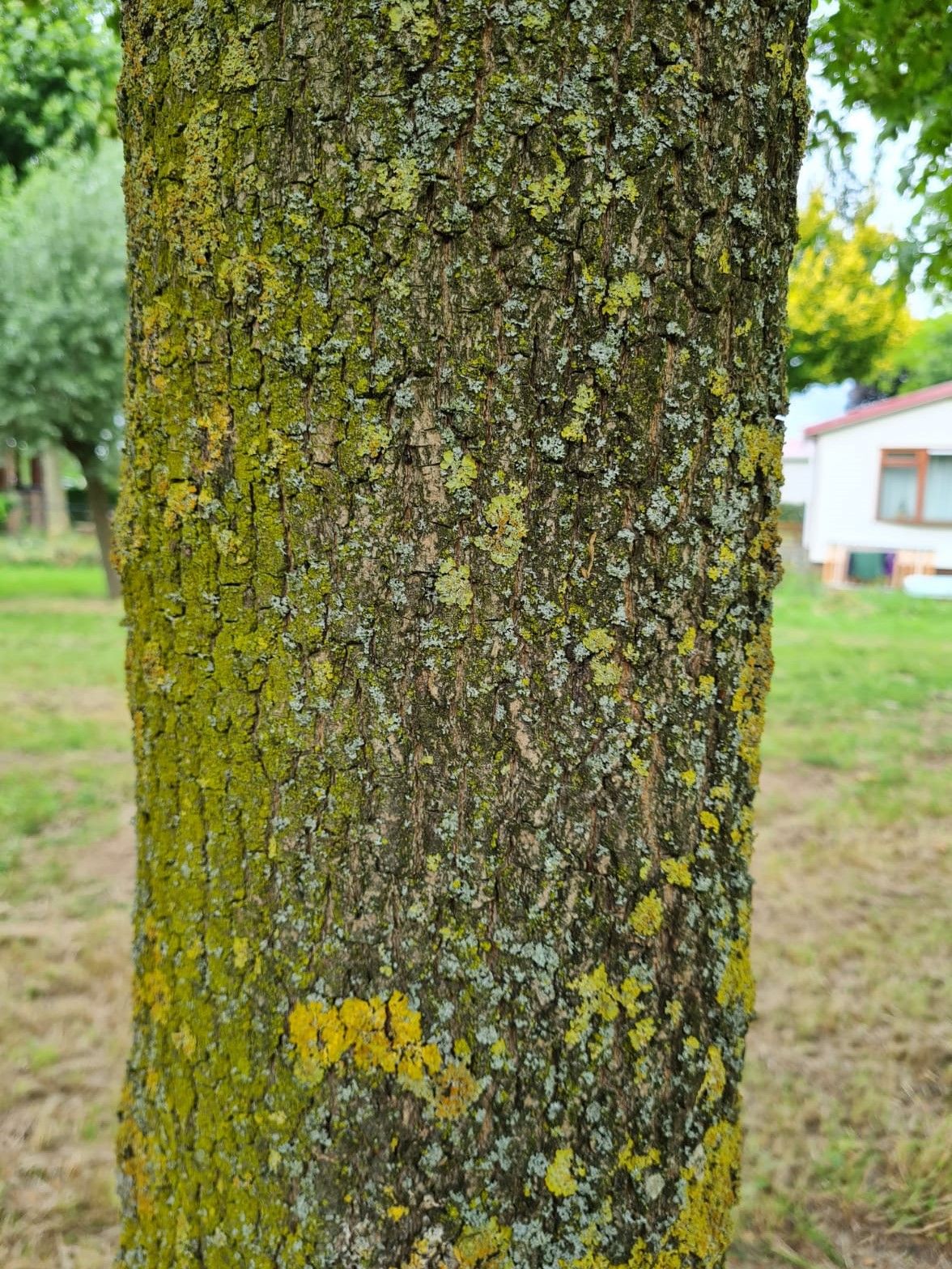 Veldesdoorn | Hoogstam