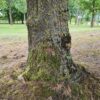 Veldesdoorn | Hoogstam
