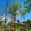 Veldesdoorn | Hoogstam
