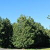 Veldesdoorn | Laagstam