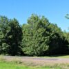 Veldesdoorn | Laagstam