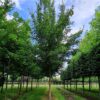 Veldesdoorn | Hoogstam