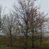 Veldesdoorn | Laagstam