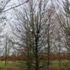Veldesdoorn | Laagstam