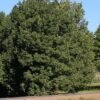 Veldesdoorn | Laagstam