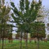 Veldesdoorn | Hoogstam