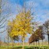 Veldesdoorn | Hoogstam