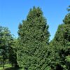 Veldesdoorn 'Lienco' | Laagstam