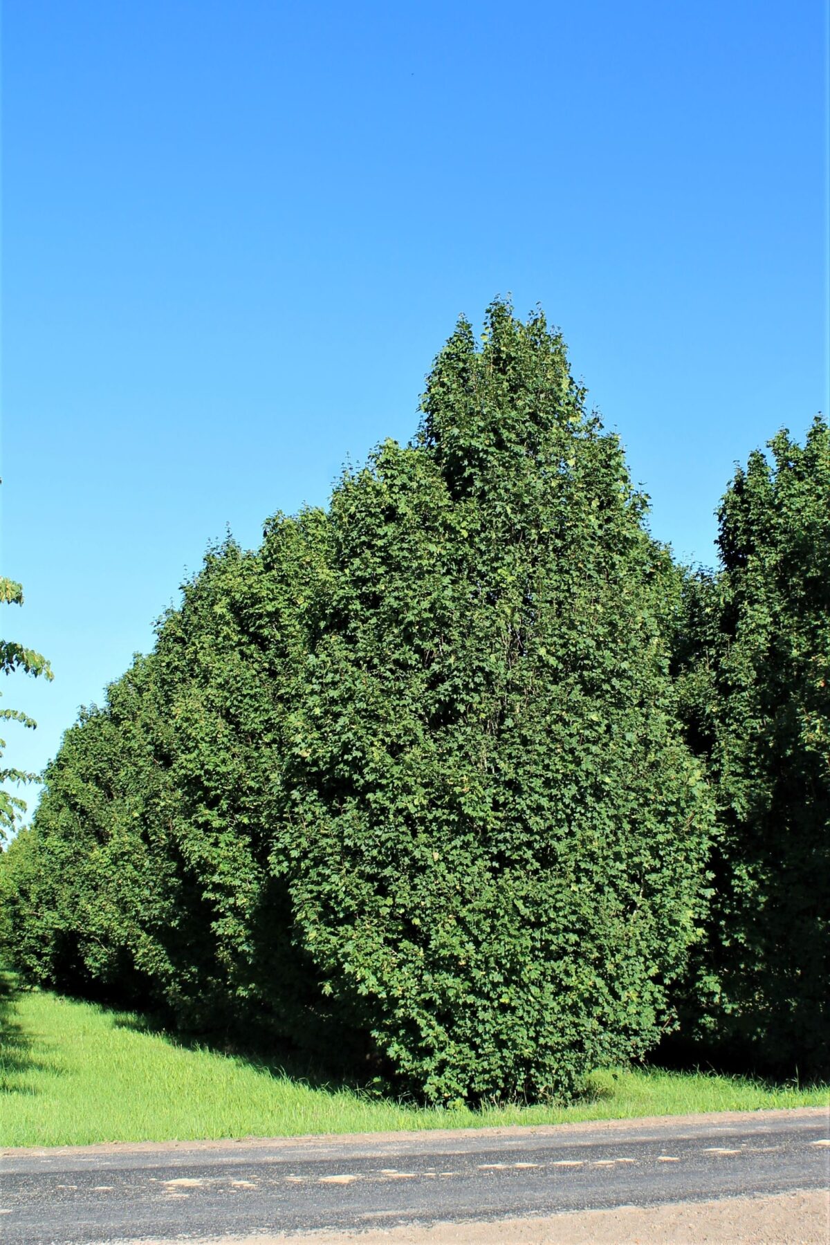 Veldesdoorn 'Lienco' | Laagstam