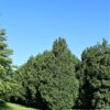 Veldesdoorn 'Lienco' | Laagstam