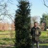 Taxus | Haagvorm