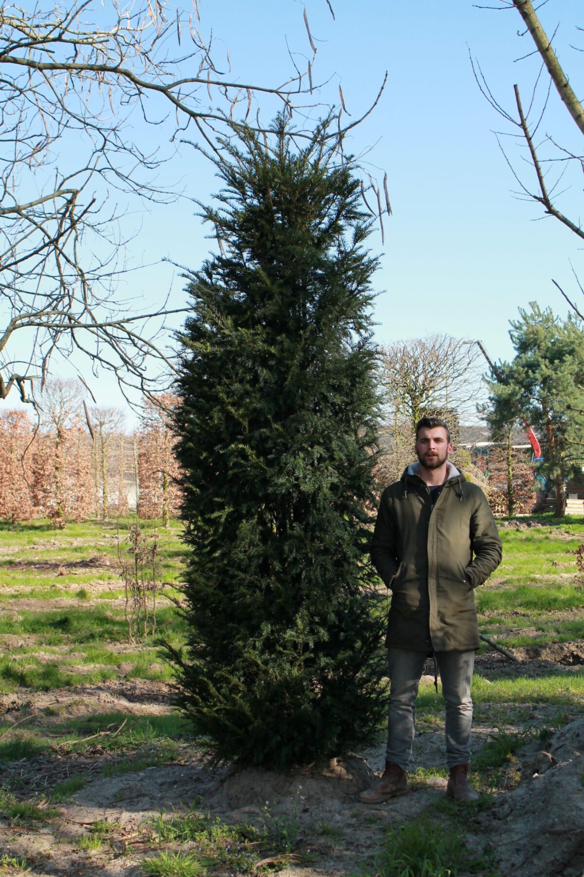 Taxus | Haagvorm