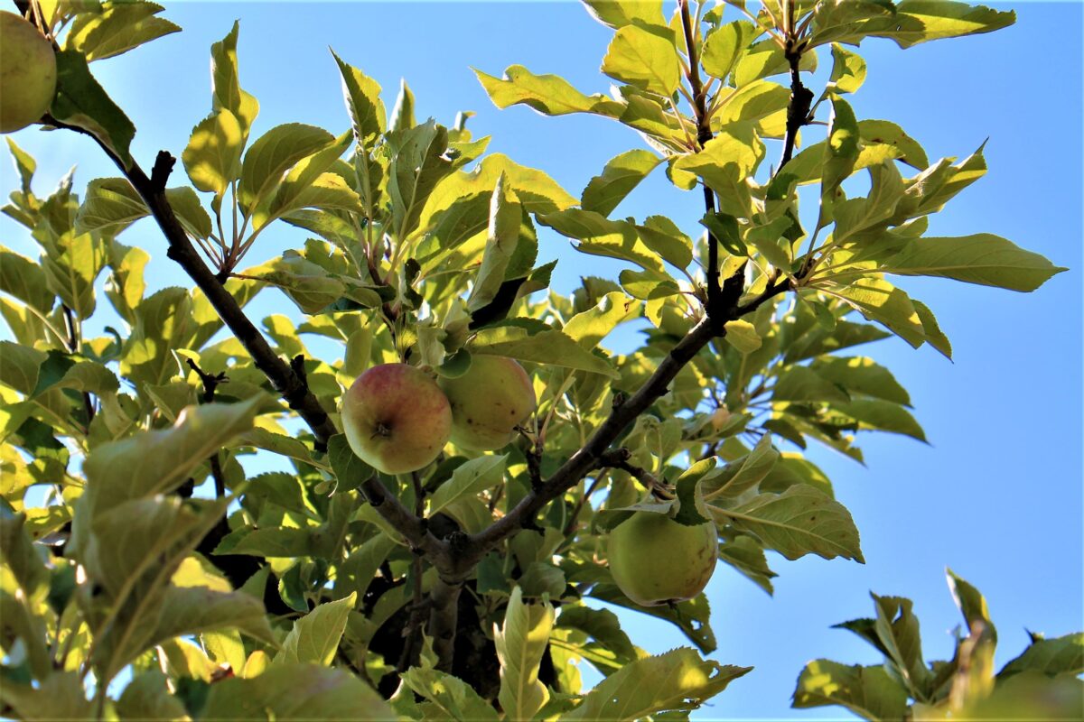 Appelboom 'Elstar' | Halfstam