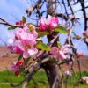 Appelboom 'Elstar' | Halfstam
