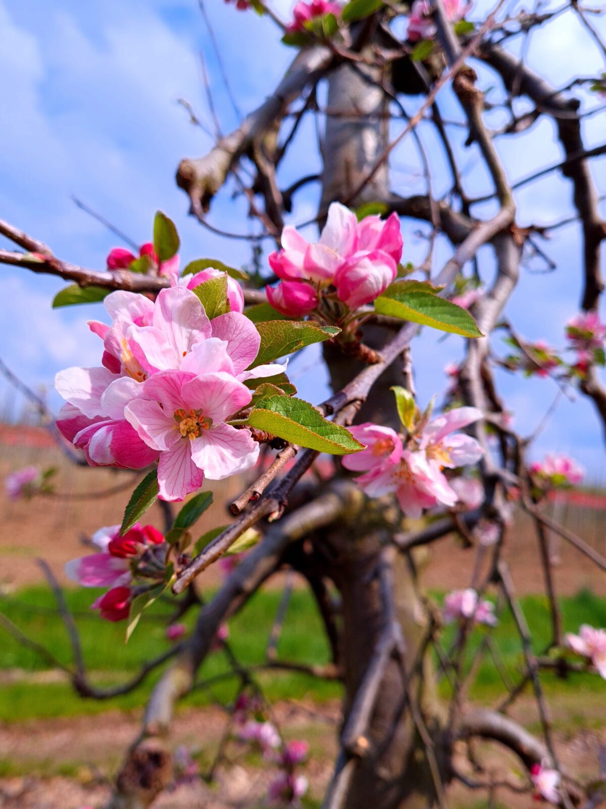 Appelboom 'Elstar' | Halfstam