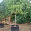 Appelboom 'Elstar' | Halfstam