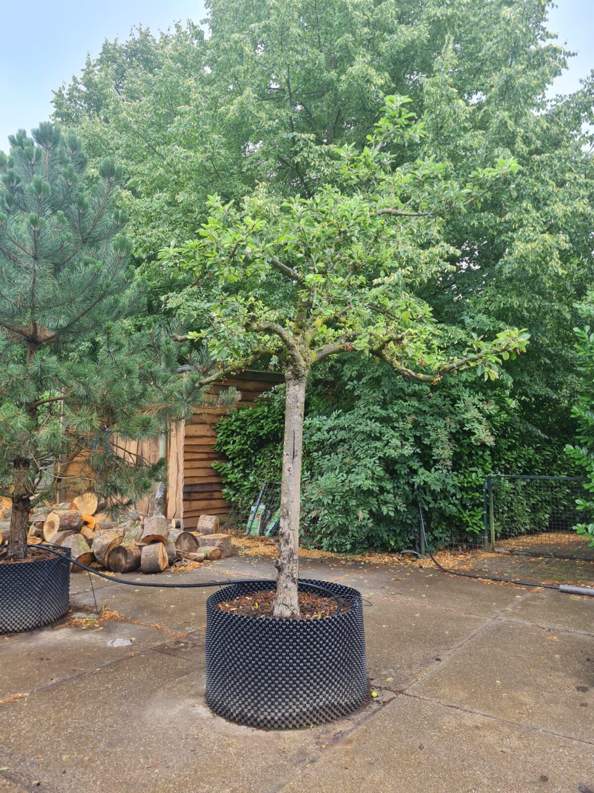 Appelboom 'Elstar' | Halfstam