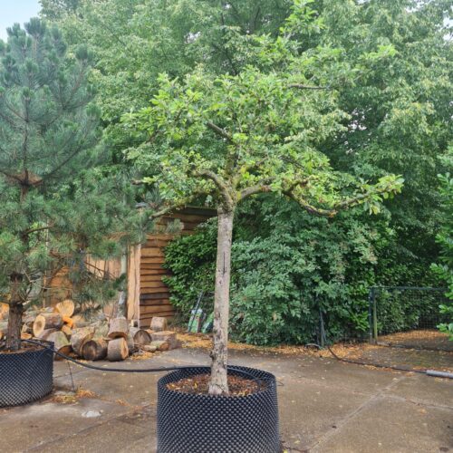 Appelboom 'Elstar' | Halfstam