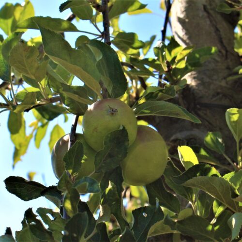 Appelboom 'James Grieve' | Halfstam