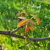 Walnotenboom | Meerstammig