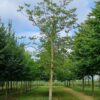 Walnotenboom | Hoogstam