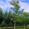 Walnotenboom | Hoogstam
