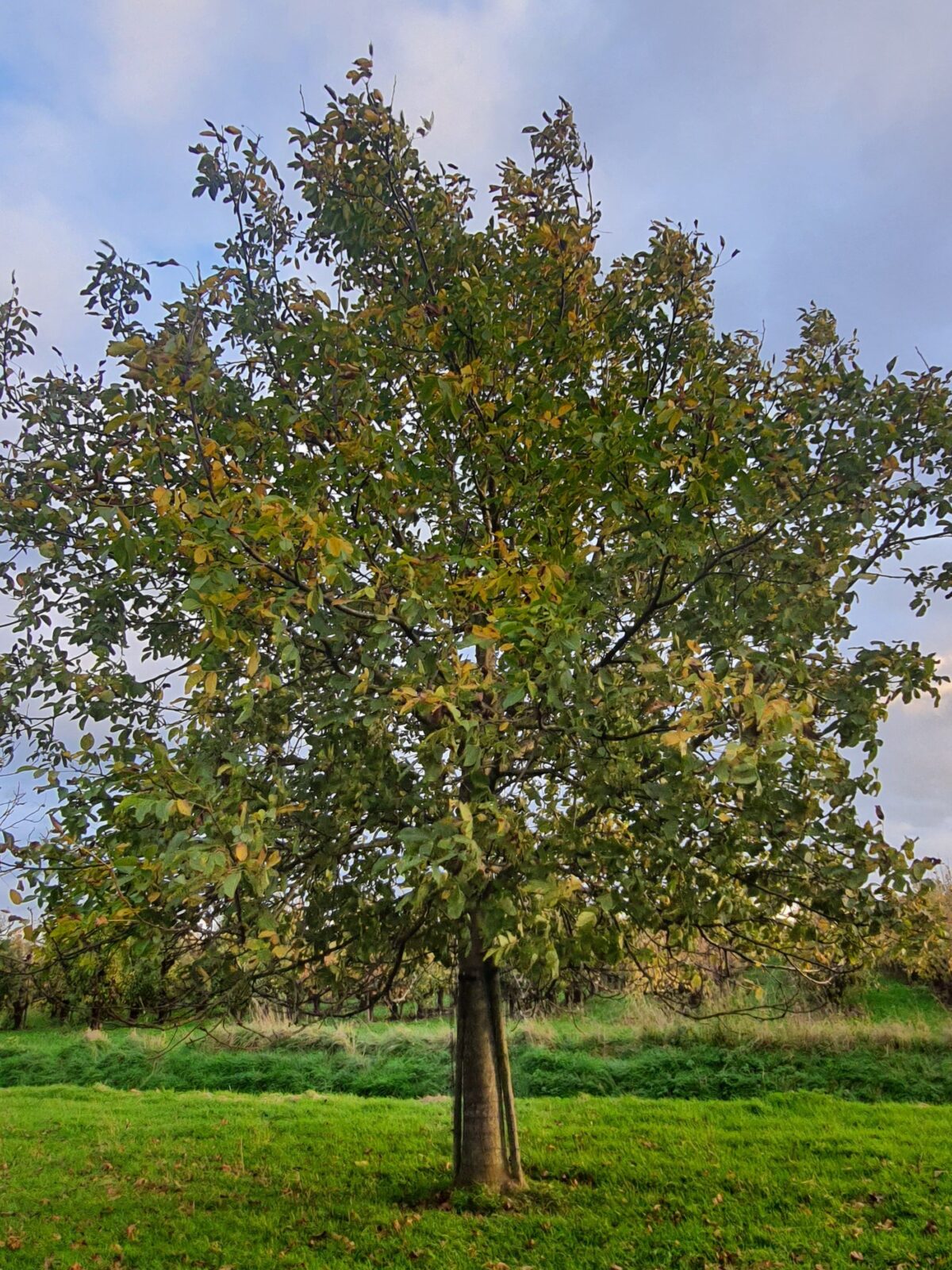 Walnotenboom | Hoogstam