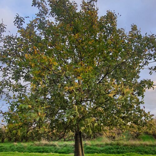 Appelboom 'James Grieve' | Halfstam