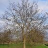 Walnotenboom | Hoogstam