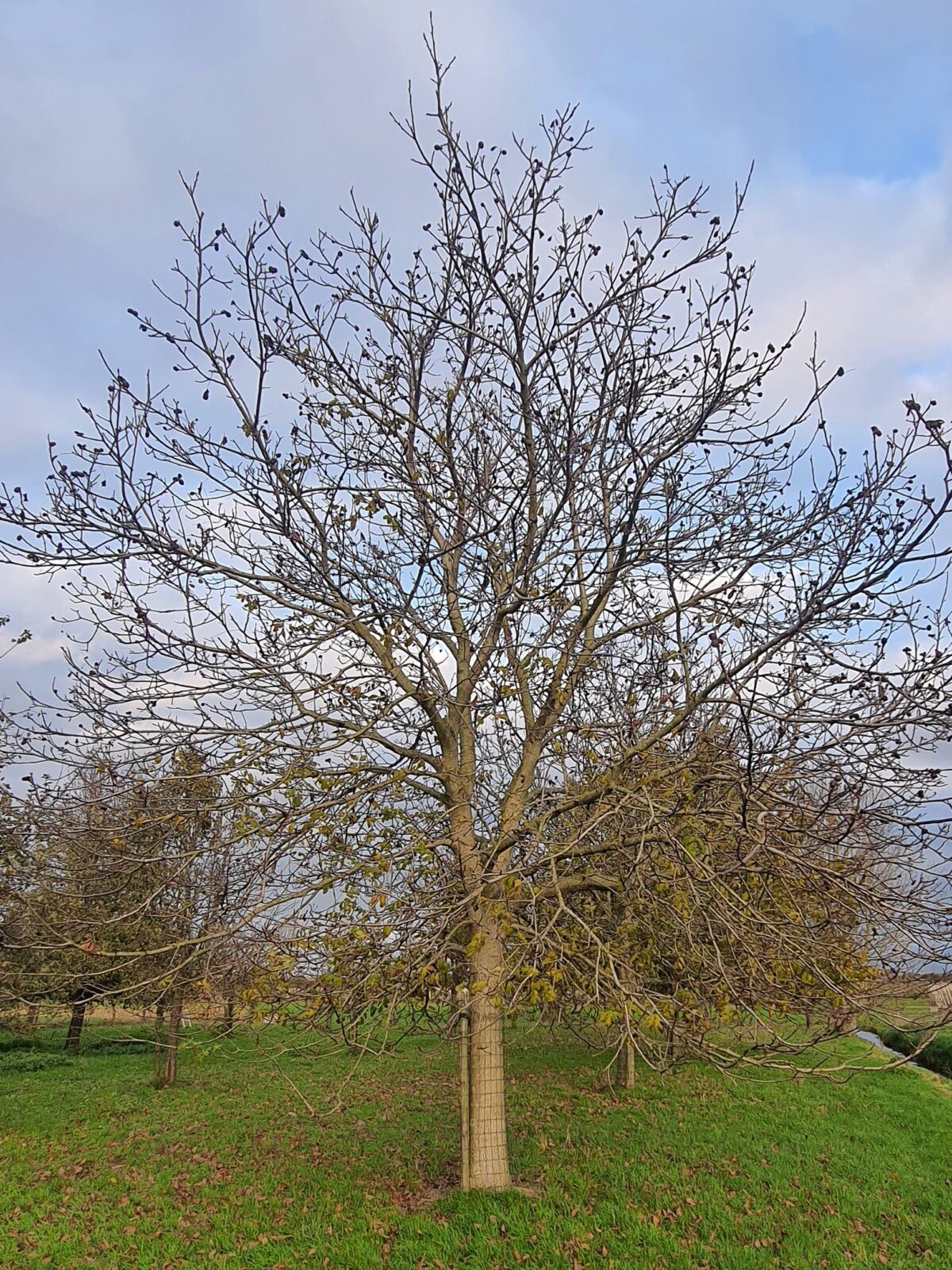 Walnotenboom | Hoogstam